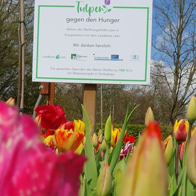Bild vergrößern: Tulpen und das Schild "Tulpen gegen den Hunger"