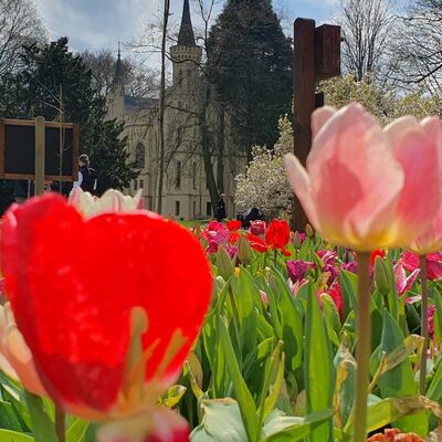 Bild vergrößern: Tulpen im Vordergrund, das Schloss Evenburg im Hintergrund.