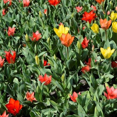 Bild vergrößern: Zu sehen sind Tulpen.